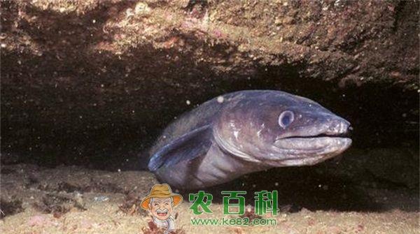 海鳗 海鳗 鲳鱼 白蟹波批发价格涨10%