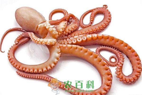 山东威海市成功培育国内首批章鱼人工苗种