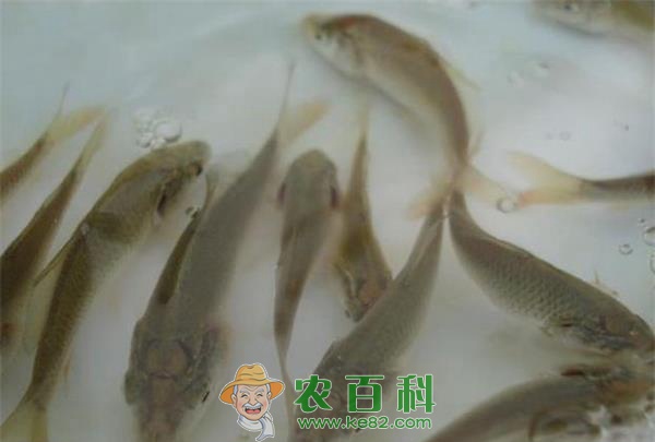 大规格草鱼种的快速培育技术 大规格草鱼种的快速培育技术
