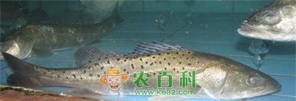 江苏苏州市新品种加州鲈鱼繁苗规模突破亿尾