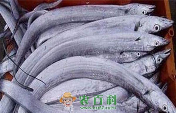 带鱼养殖--土客网网 带鱼养殖的水质管理
