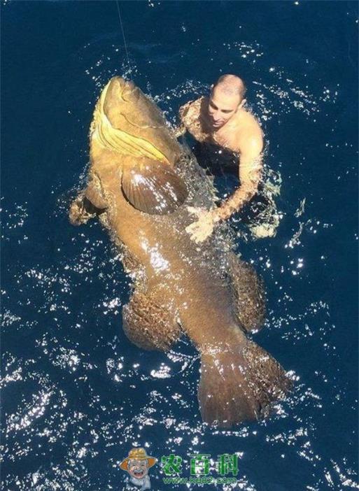 男子捕获300磅重石斑鱼