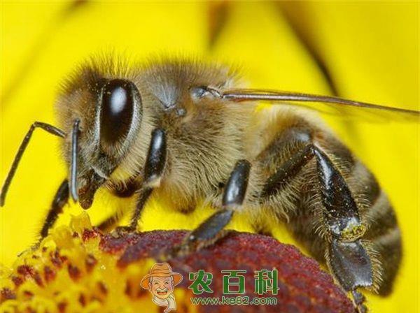 蜜蜂的营养物质：类脂物