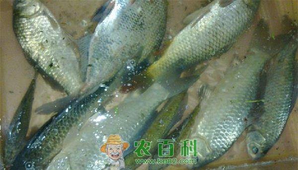 江苏凌家塘市场 鳊鱼同比上涨73%