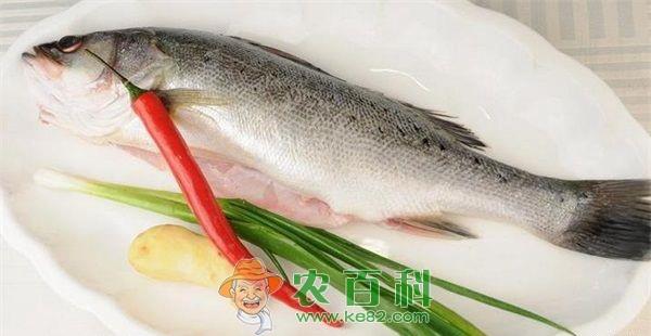 鲈鱼 喝西江水长大的“白富美”海鲈鱼鱼