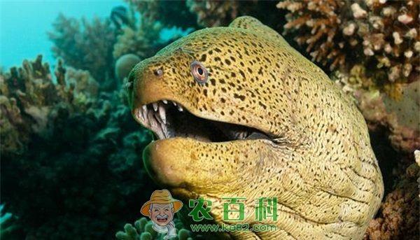 海鳗 开拓南极鳕鱼黄金深海鳗养殖