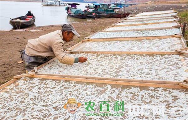 银鱼--土客网网 滇池开湖31天捕捞银鱼虾600余吨