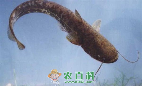 鲶鱼 莲藕池中鲶鱼养殖