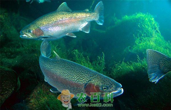 虹鳟鱼 黄河边钓出14斤重虹鳟鱼