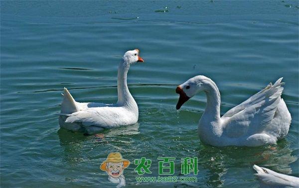 养鹅 养鹅技术之饲喂青绿饲料的注意事项