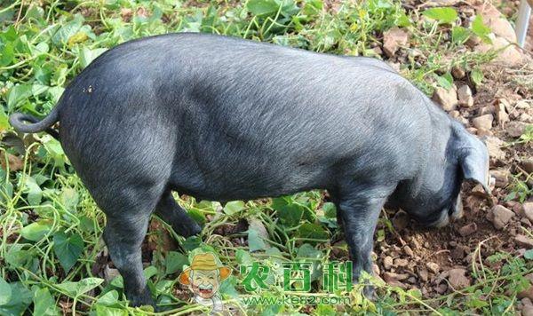 黑猪胃溃病的防治