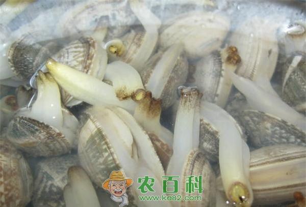 怎么让蛤蜊吐沙