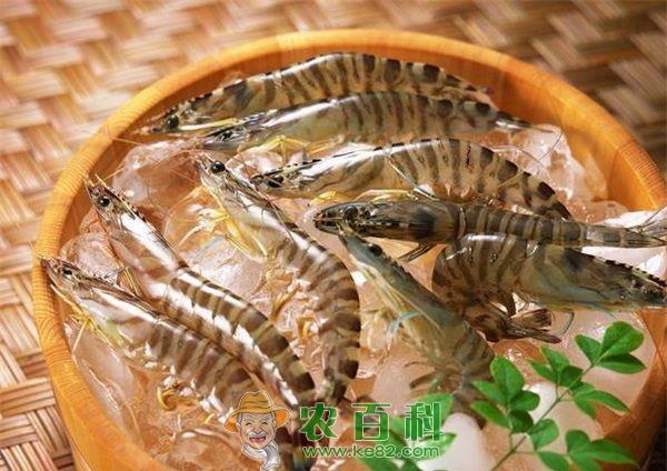 养殖虾的培养技术