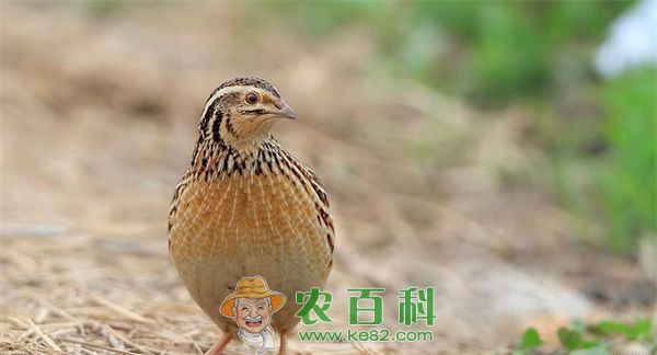 农安县鹌鹑养殖助农致富