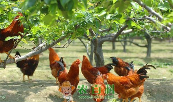 养鸡方法和技术