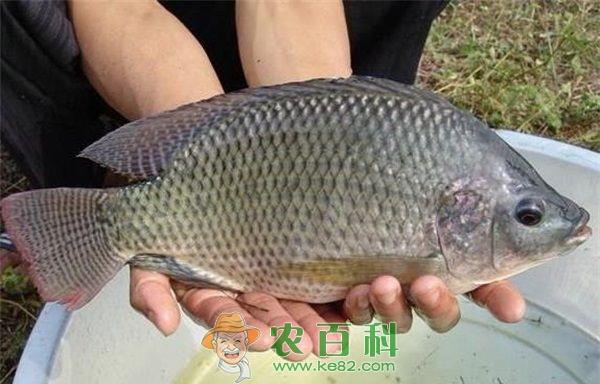 福寿鱼养殖--土客网网 福寿鱼养殖保种越冬方式