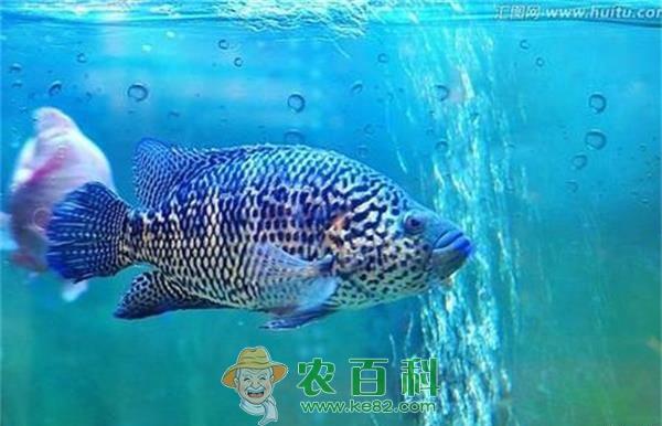 石斑鱼养殖的技术规范 土客网网 石斑鱼养殖的技术规范