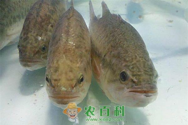 广州福寿鱼价格下滑0.3元/斤