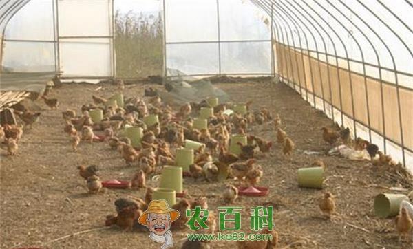 养鸡方法和技术