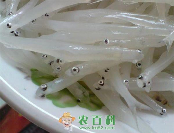 银鱼常见鳃病的防治