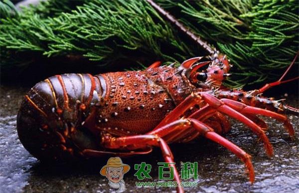 龙虾 龙虾人工养殖