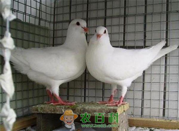 鸽子养殖的食盐中毒防治 土客网网 鸽子养殖的食盐中毒防治