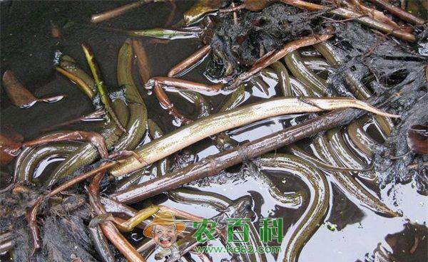 养殖黄鳝带领农民致富