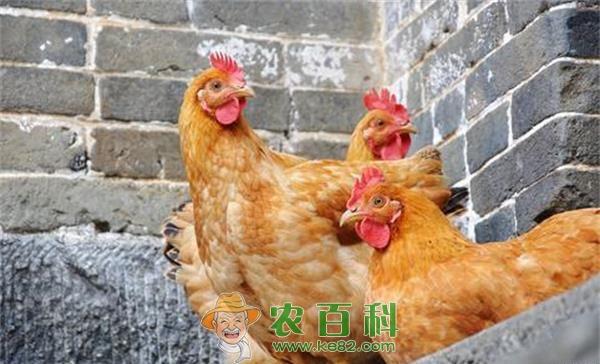 生态养鸡饲养管理技术