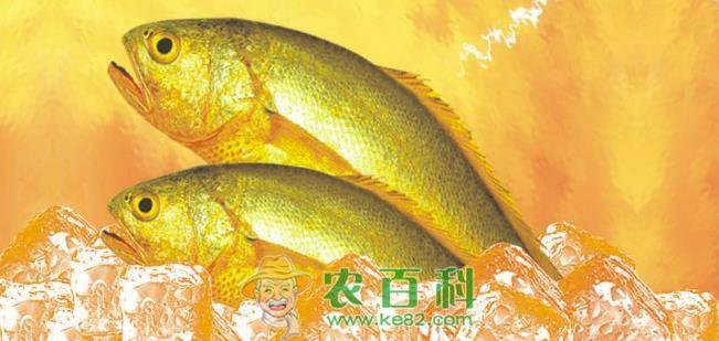 黄鱼 黄鱼肠炎病的防治