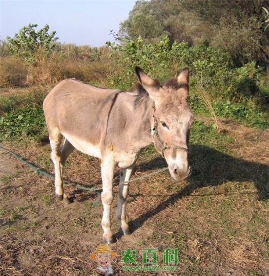 驴 驴的消化生理特点是什么?