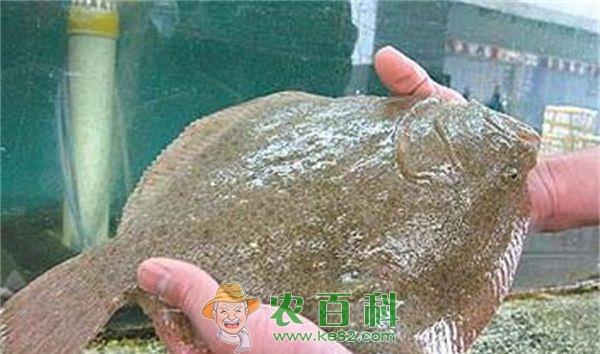 ​宝宝能吃多宝鱼吗