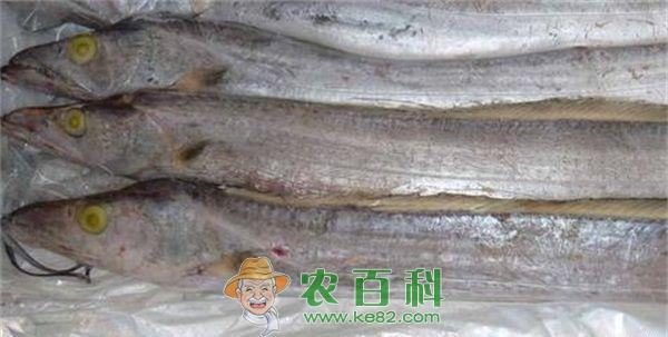 带鱼 贪吃的高鳍带鱼