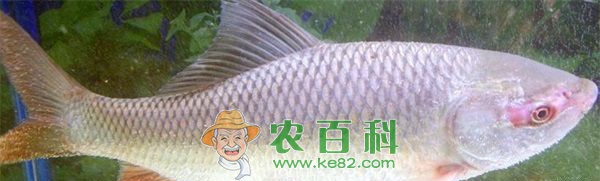 鲮鱼的营养价值及功效简介