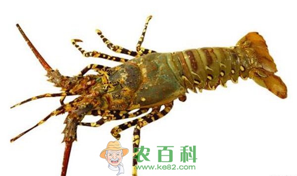 龙虾 小龙虾有不可忽视的营养价值