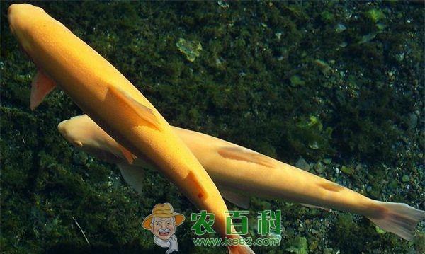 虹鳟鱼变成洛阳旅游特产
