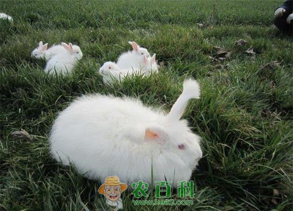 长毛兔为啥啃撕身上的毛