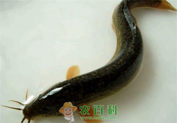 捉泥鳅的方法和技巧
