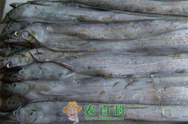 冻带鱼冰层太厚 甘肃兰州市民购回大呼上当