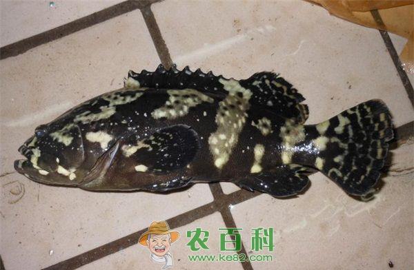 石斑鱼本尼登虫病防治处方