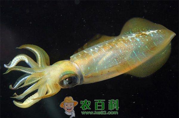 辛苦培育两年乌贼再一次遭重创