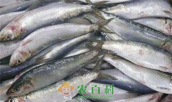沙丁鱼 沙丁鱼的营养价值和功效