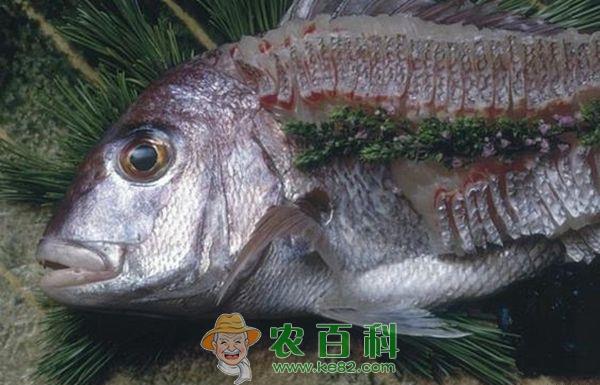 天然真鲷鱼苗的采捕--土客网网 天然真鲷鱼苗的采捕