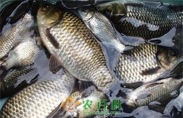 江苏扬州入秋以来鲫鱼最高降三成