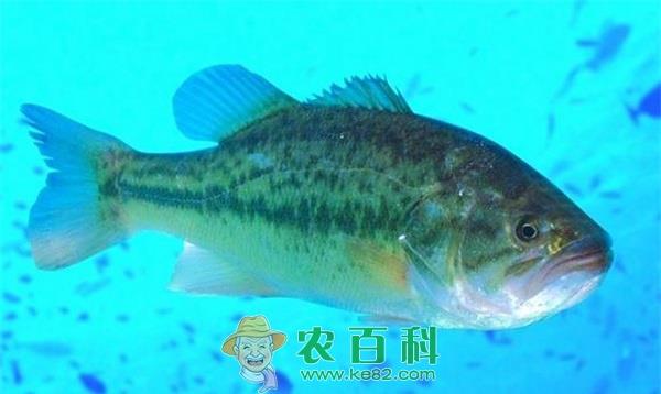 鲈鱼 杭州:冬天是吃鲈鱼的好时节