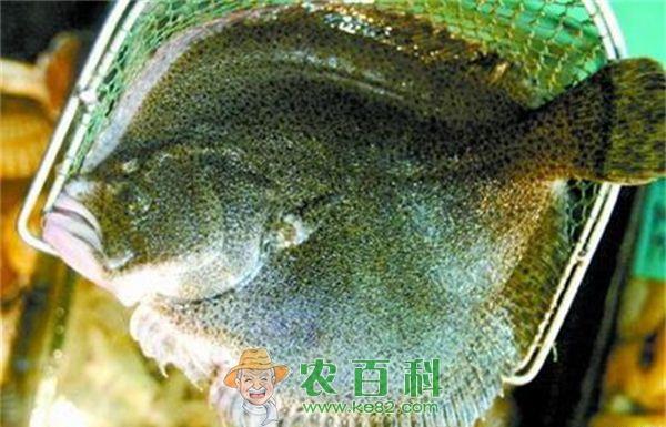 卫生部门抽检多宝鱼全染“绿”
