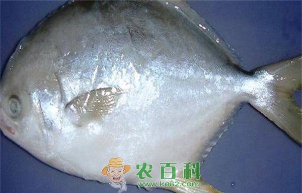 鲳鱼 鲳鱼是海里的吗