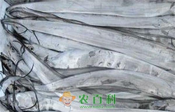 带鱼--土客网网 带鱼+文化 舟山期待转身