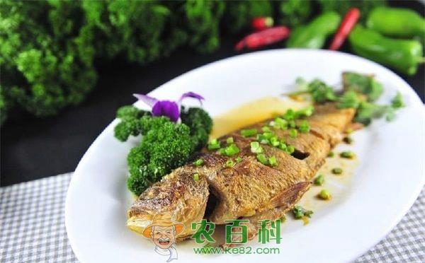 大黄鱼 大黄鱼的利用价值