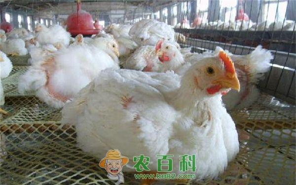 鸡养殖:养好肉鸡需掌握的三技巧 土客网网 鸡养殖:养好肉鸡需掌握的三技巧