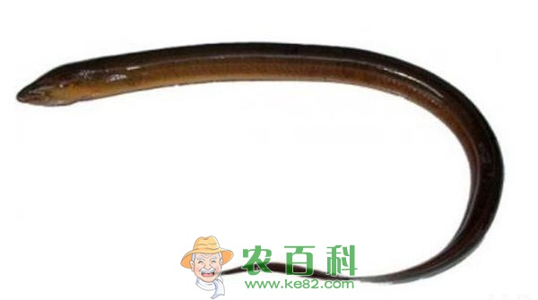 黄鳝 黄鳝肠炎病的防治